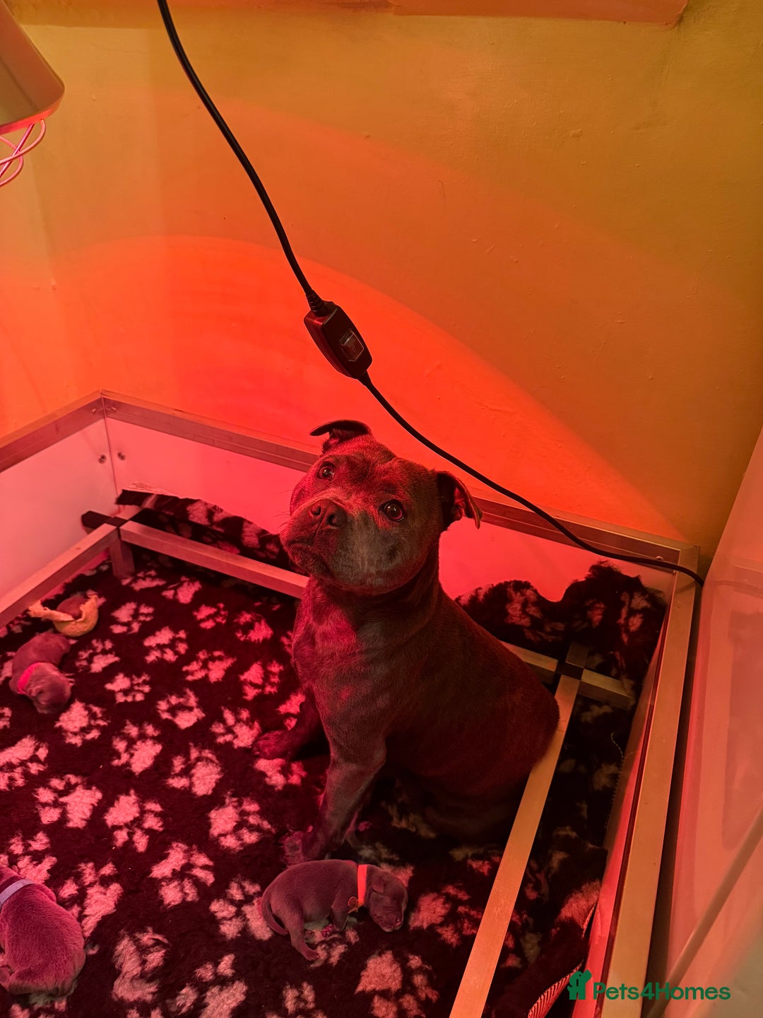 Staffordshire Bull Terrier dogs for sale: 🏆4 multi int champion Zeus Kante Pups for sale 🏆 - Image 4