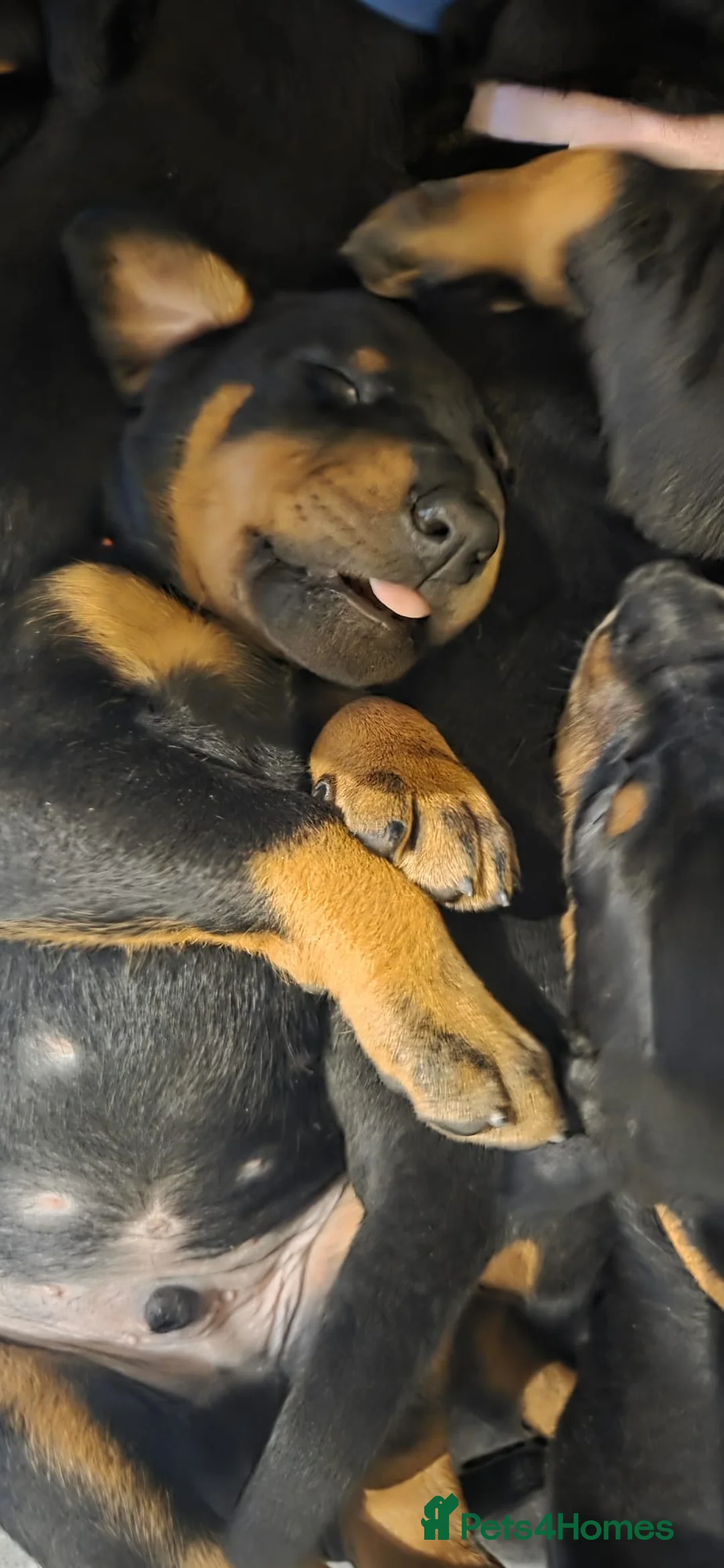 Dobermann dogs for sale: Dobermann puppies  - Advert 11