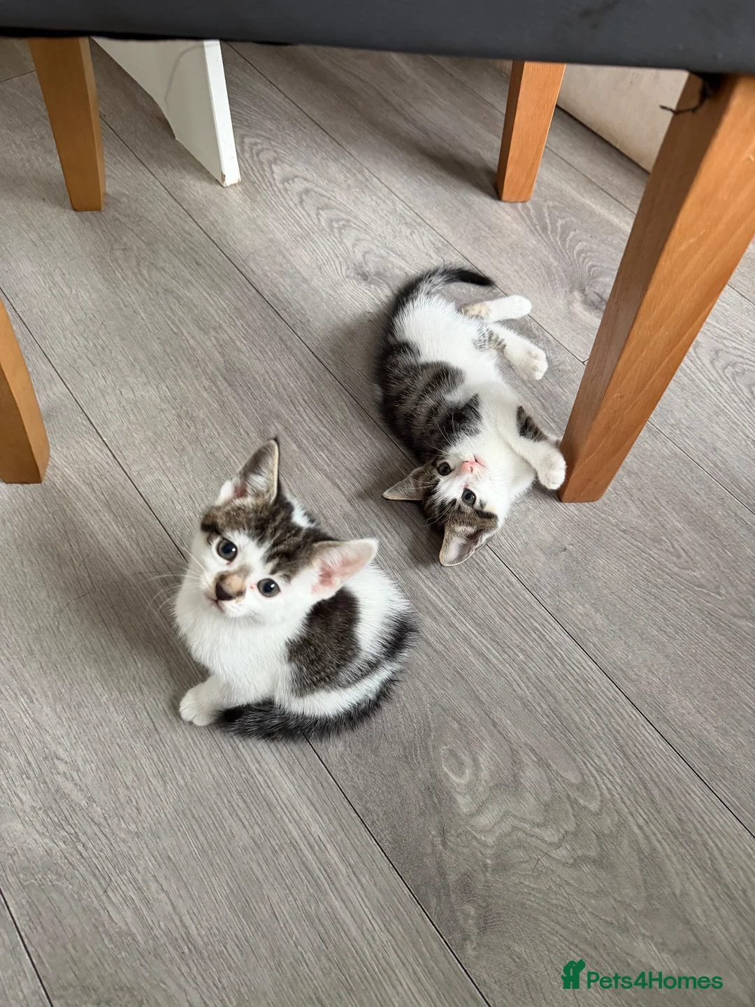 Mixed Breed cats for sale: Kittens Looking for a Loving Home  - Advert 2