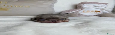 BEANS