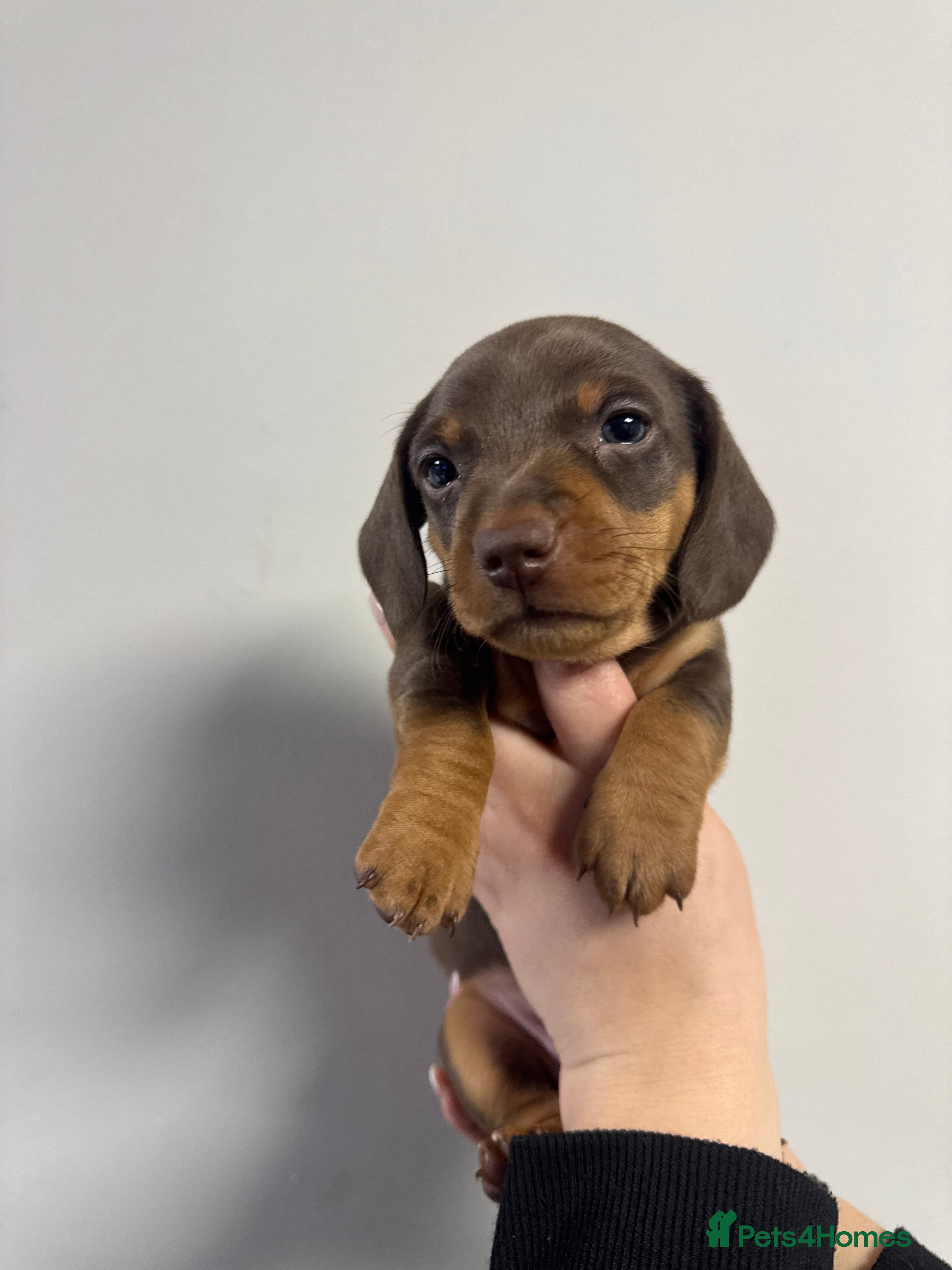 Miniature Dachshund dogs for sale: REDUCED KC REG Short Hair Miniature Dachshund Pups - Advert 2