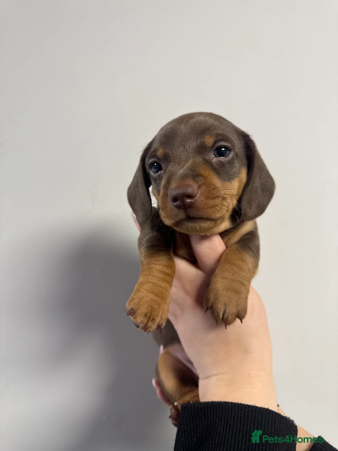 Miniature Dachshund dogs for sale: REDUCED KC REG Short Hair Miniature Dachshund Pups - Advert 1