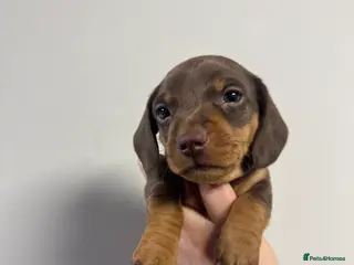 Miniature Dachshund dogs for sale: REDUCED KC REG Short Hair Miniature Dachshund Pups - Advert 2