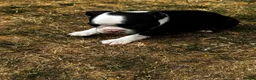Boston Terrier dogs for sale: Stunning litter of Boston terrier puppies  - Advert 4