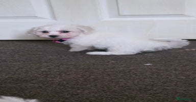 Bichon Frise dogs - Advert 15