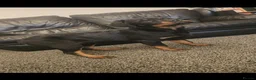 Rottweiler dogs for sale: KC Top ROTTWEILER Puppies , German blood - Advert 15