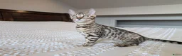 Bengal cats for sale: 🤎🖤 Gorgeous Bengal Girl 🖤🤎 - Advert 10