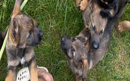 German Shepherd dogs for sale: German shepherd  - Image 3