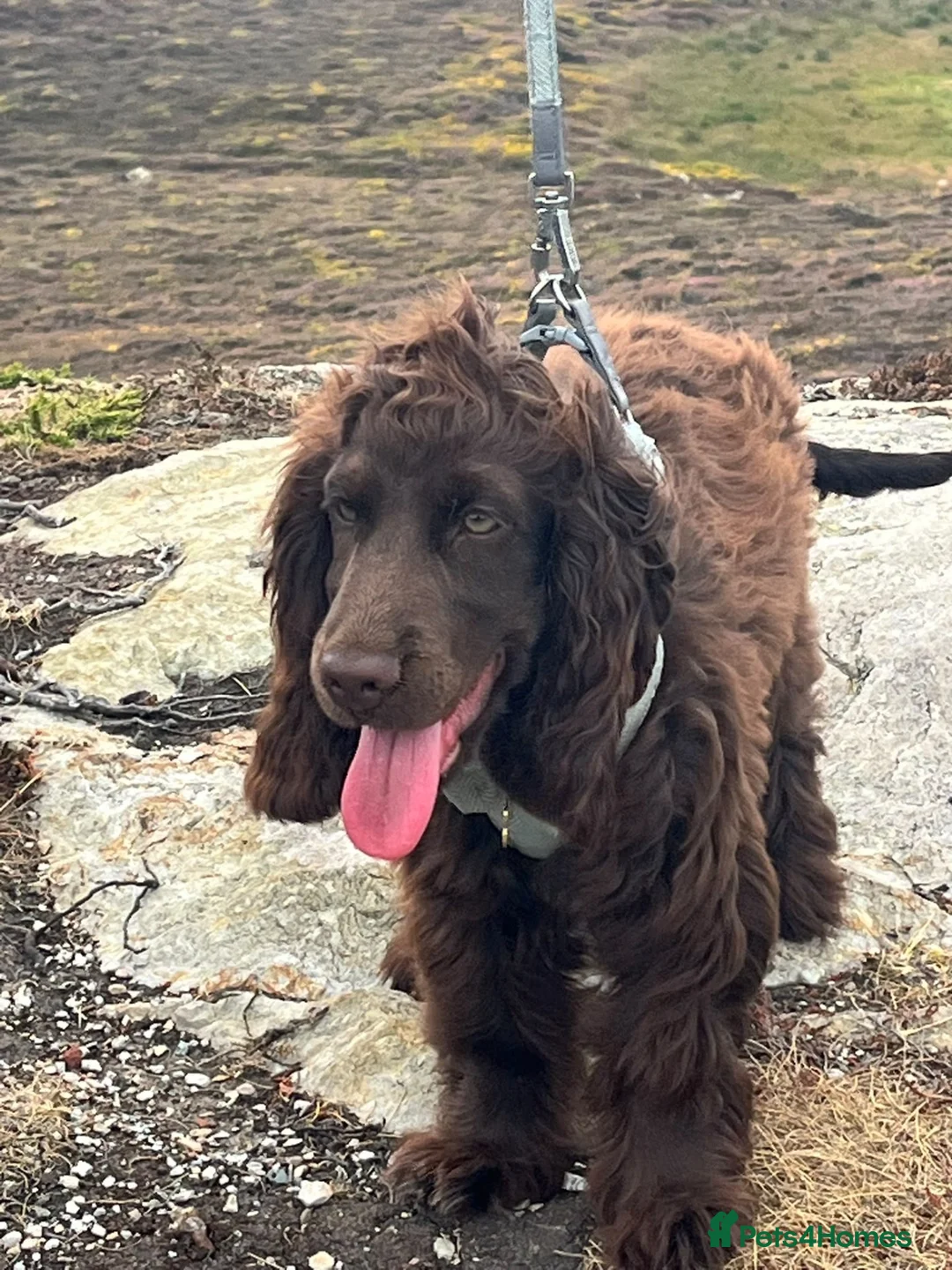 Cocker Spaniel dogs for sale: ❤️❤️WAITING LIST RE OPENED❤️❤️ - Advert 21