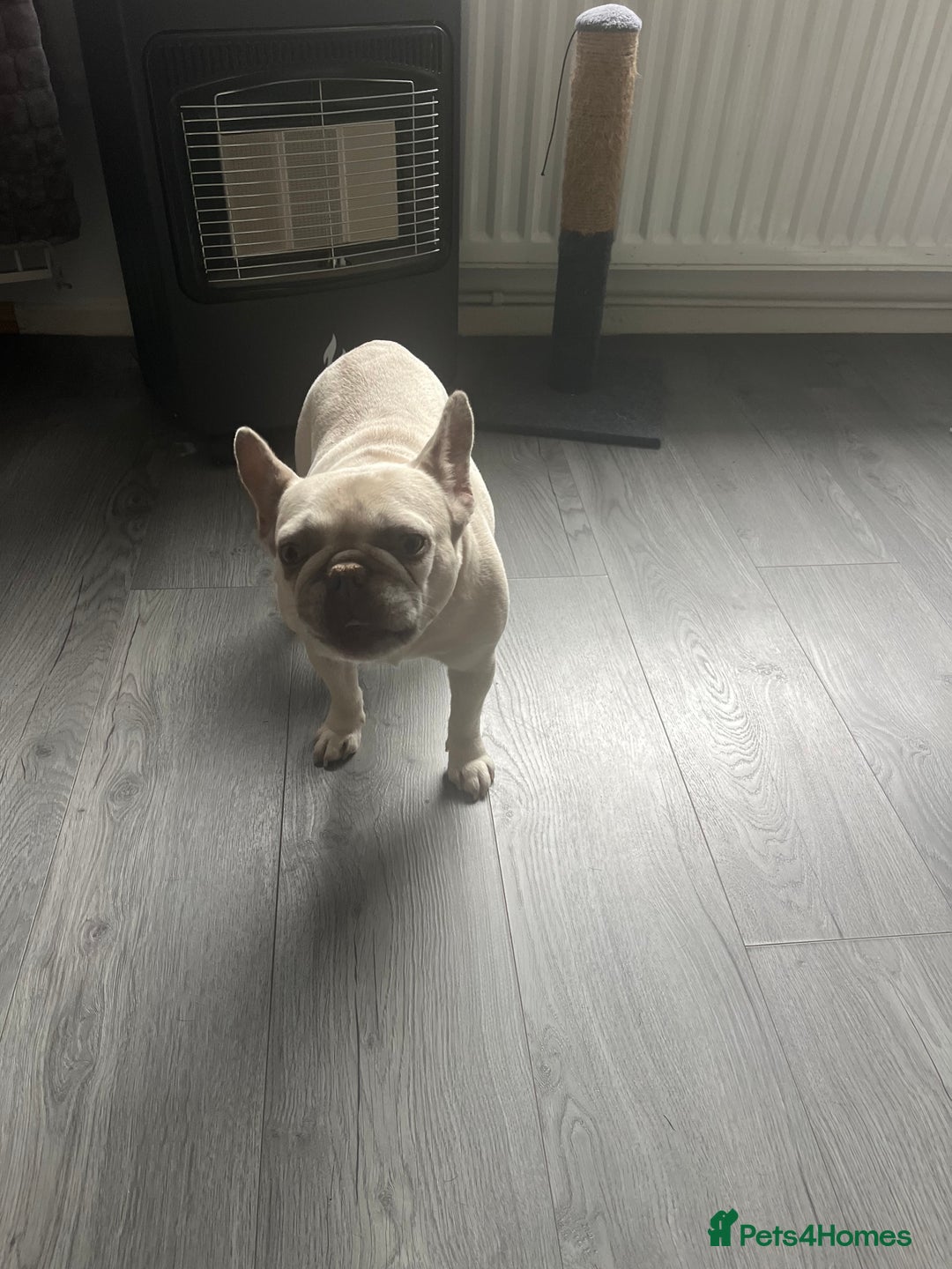 French Bulldog dogs for sale: Doby forever home - Image 1