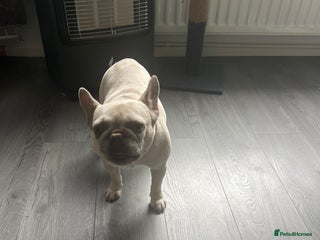 French Bulldog dogs - Advert 4