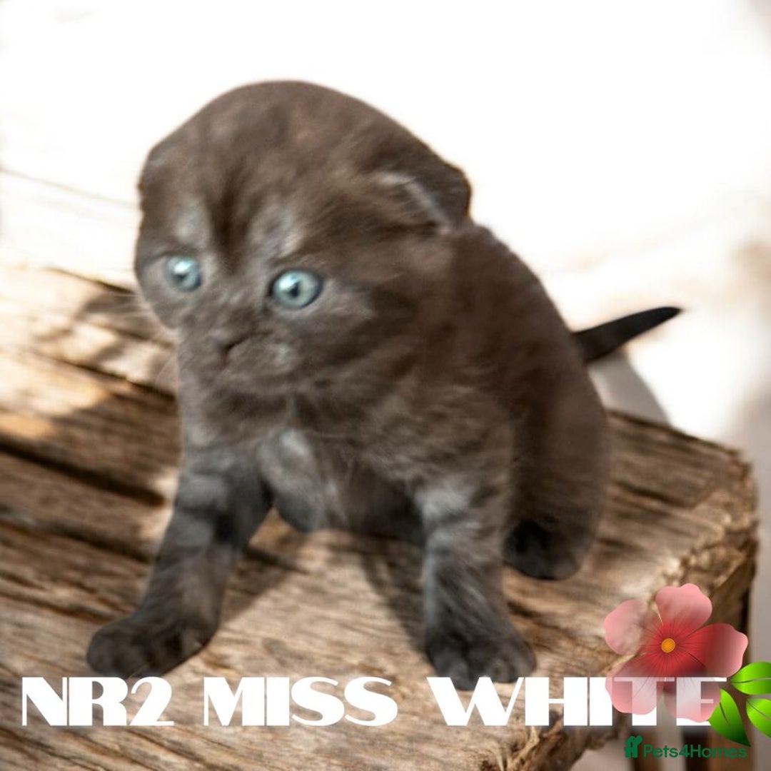 Scottish Fold cats for sale: 5 Full Pedigree Scottish Fold/Straight Kitens - Image 18