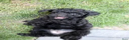 Miniature Poodle dogs for sale: Miniature Poodles in Northolt - Advert 23