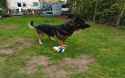 German Shepherd dogs for stud: German Shepherd boy for stud - Image 9