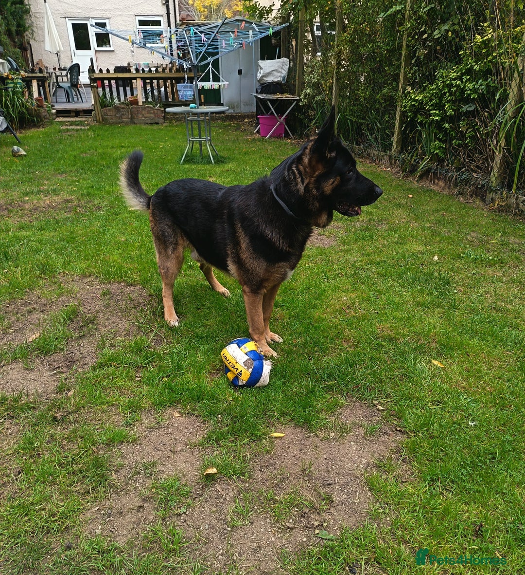 German Shepherd dogs for stud: German Shepherd boy for stud - Image 9