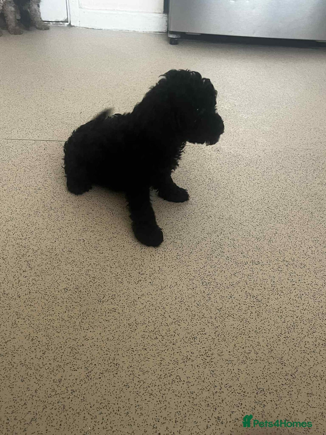 Cockapoo dogs for sale: BEAUTIFUL COCKAPOO PUPPIES LOOKING FOR LOVING HOME - Image 3