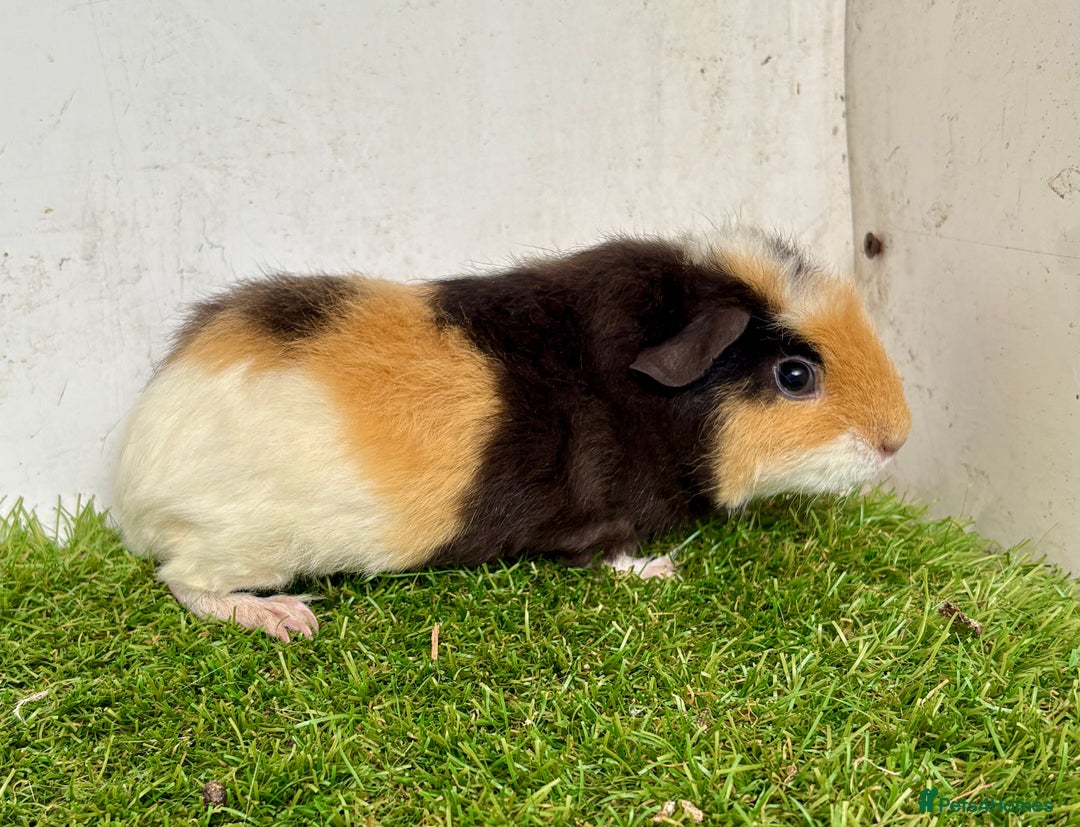 Guinea Pig rodents for sale: Super calm and friendly female guinea pigs  - Image 25