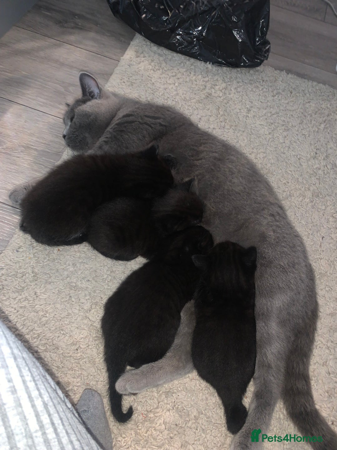 British Shorthair cats for sale: British short hair - Advert 5