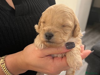 Cavapoo dogs - Advert 7
