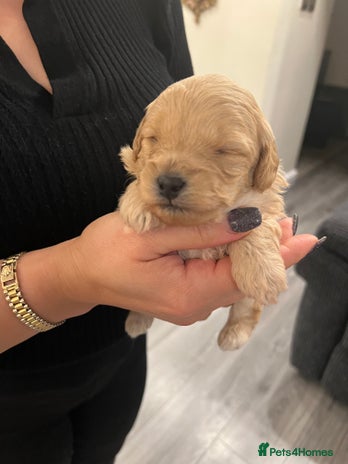 Cavapoo dogs - Advert 2