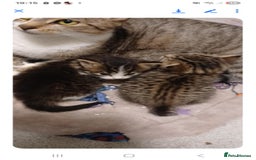 Bengal cats for sale: Bengal kittens - Image 5