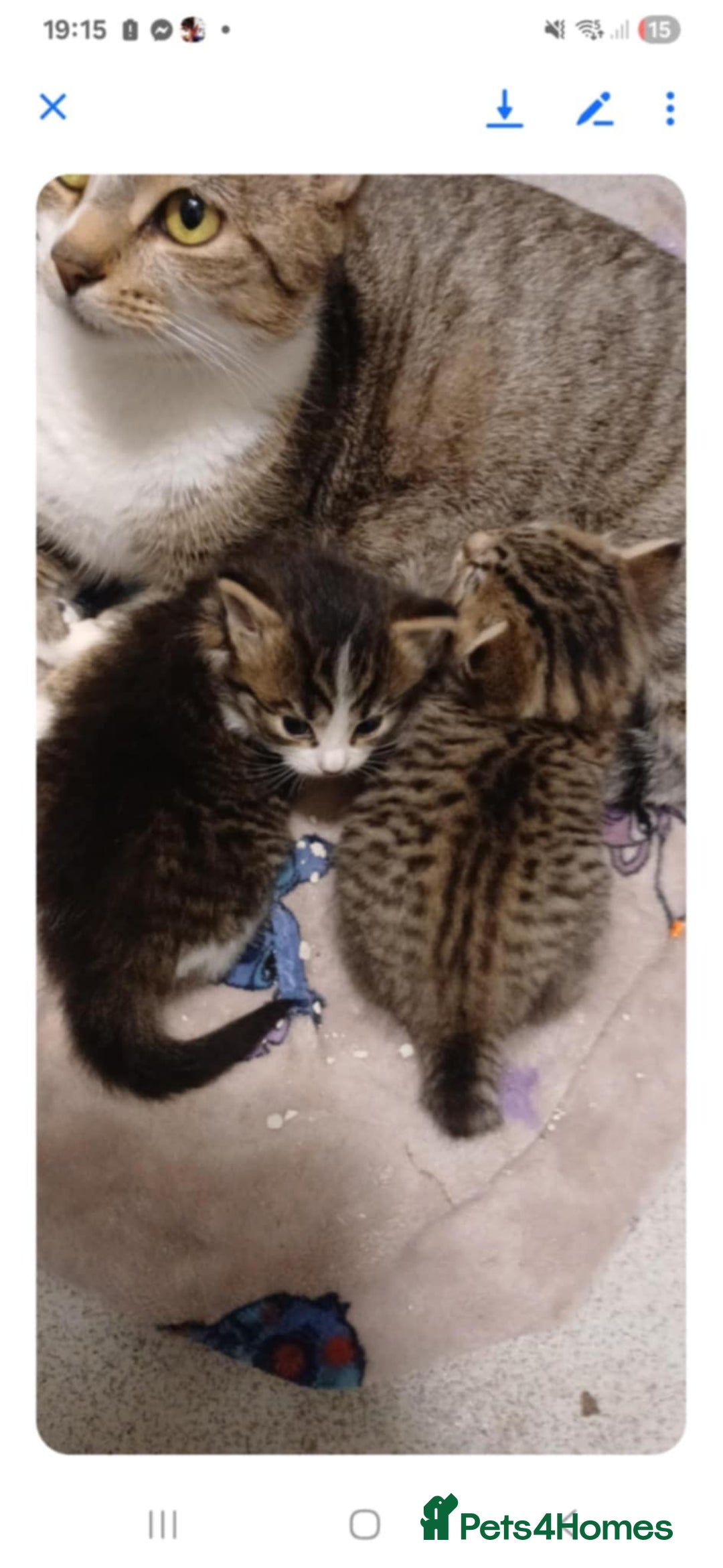 Bengal cats for sale: Bengal kittens - Image 5