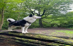 Siberian Husky dogs for stud: Stunning Blue eye Sibrian Husky for Stud  in Liverpool - Image 10