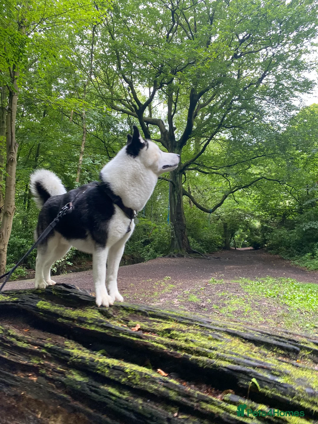 Siberian Husky dogs for stud: Stunning Blue eye Sibrian Husky for Stud (Proven) in Liverpool - Advert 10