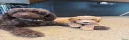 Double Doodle dogs for sale: Rare Australian Double Doodles in Brough - Advert 6