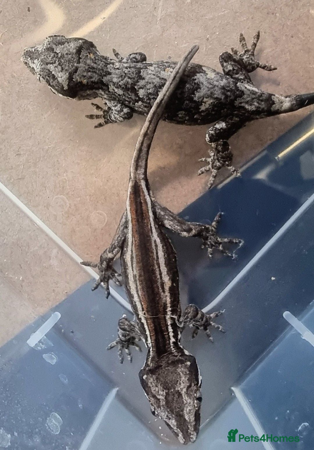 Gecko reptiles Gargoyle Gecko - Advert 1