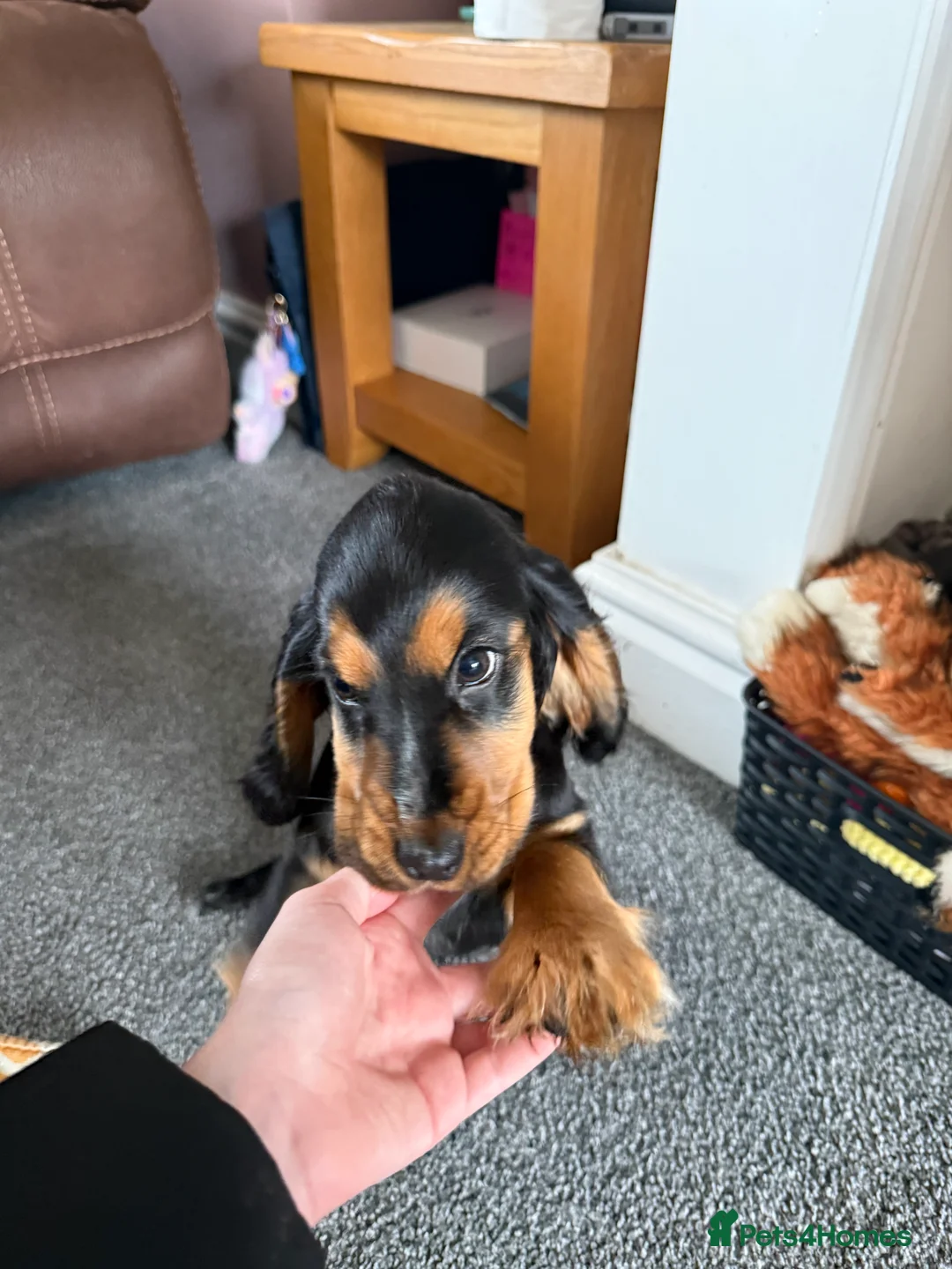 Cocker Spaniel dogs for sale: Show cocker spaniel  - Advert 2