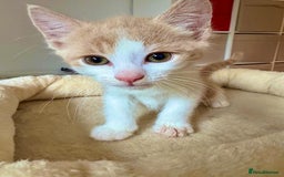 Mixed Breed cats for sale: Beautiful kittens for sale - Image 2
