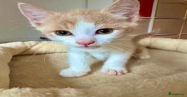 Mixed Breed cats - Advert 12