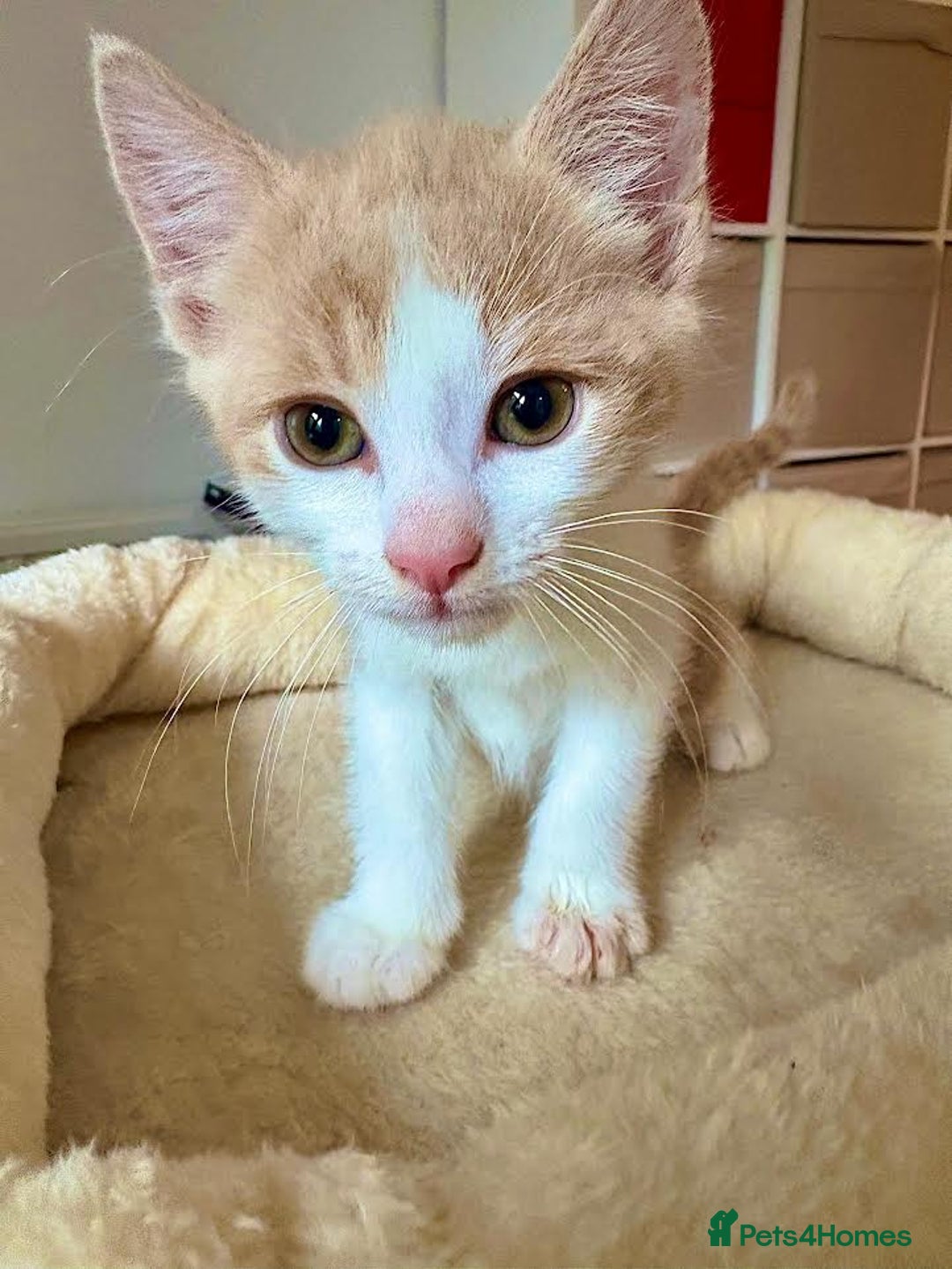 Mixed Breed cats for sale: Beautiful kittens for sale - Image 2