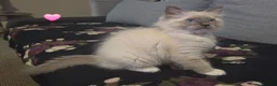 Ragdoll cats for sale: 🐾 Ragdoll Kittens Ready now !  - Advert 19