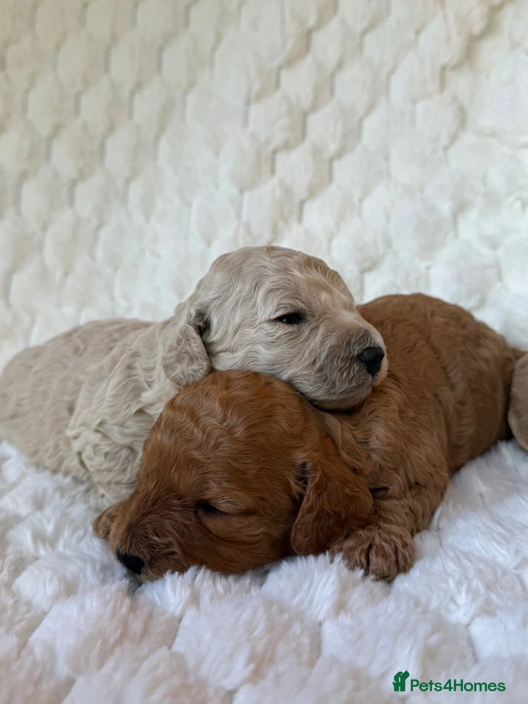Mixed Breed dogs for sale: 🌟 MALTIPOO X COCKAPOO PUPPIES 🌟  - Advert 1