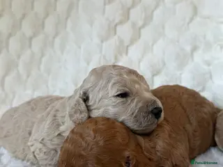Mixed Breed dogs 🌟 MALTIPOO X COCKAPOO PUPPIES 🌟 - Advert 1