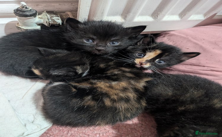 Mixed Breed cats - Advert 6