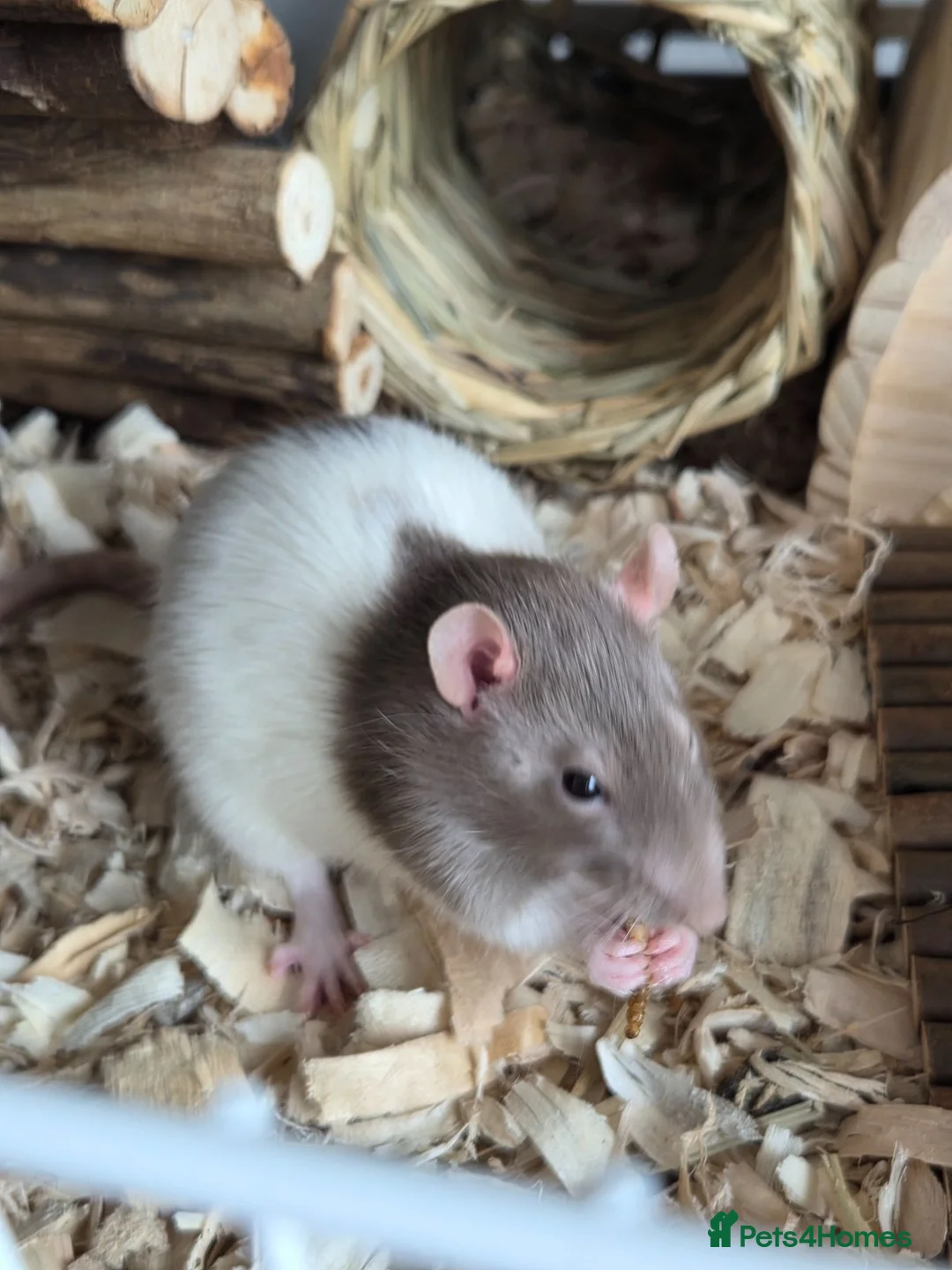Rat rodents for sale: 4 baby rats to rehome  - Advert 1