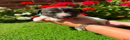 Jack Russell dogs for sale: Adorable jack Russell puppies  - Advert 7