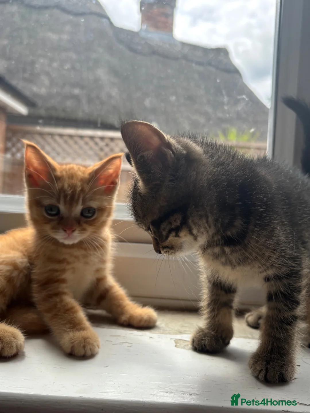 British Shorthair cats for sale: British Short hair cross  - Advert 2