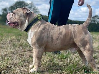 American Bully dogs in Leicester - Advert 7