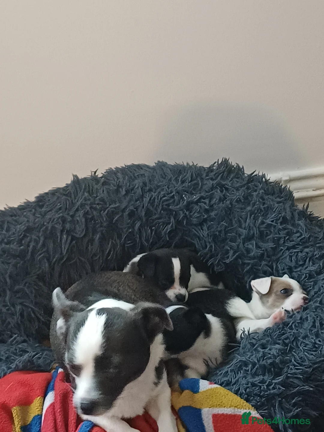 Mixed Breed dogs for sale: JACKAWAWA in Bishop Auckland - Advert 2