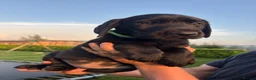 Labrador Retriever dogs for sale: Stunning black Labrador pups for sale  - Advert 15