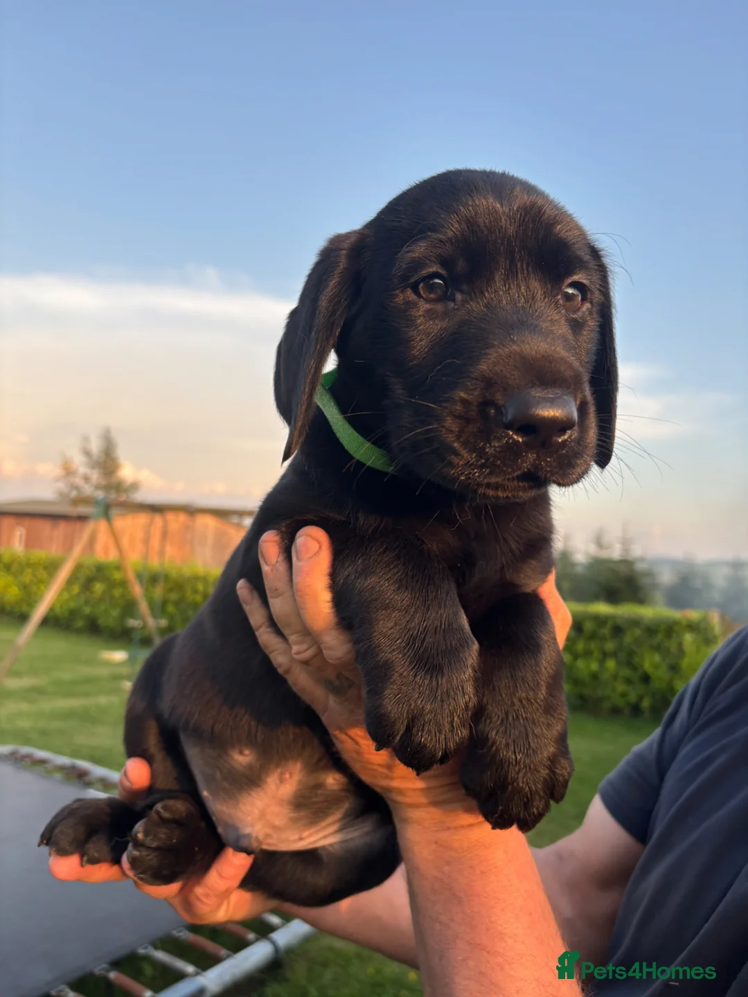 Labrador Retriever dogs for sale: Stunning black Labrador pups for sale  - Advert 15