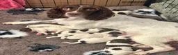 English Springer Spaniel dogs for sale: English springer spaniel puppies - Advert 19