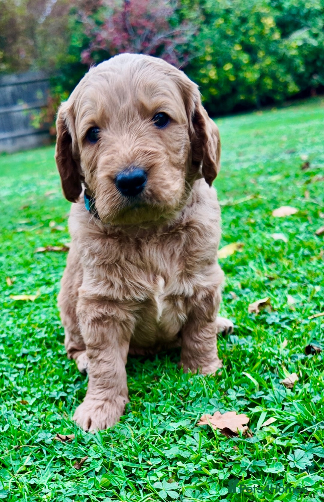 Mini Goldendoodle dogs for sale: Goldendoodle Puppies F2– Therapy & Support Dog Mum - Image 15