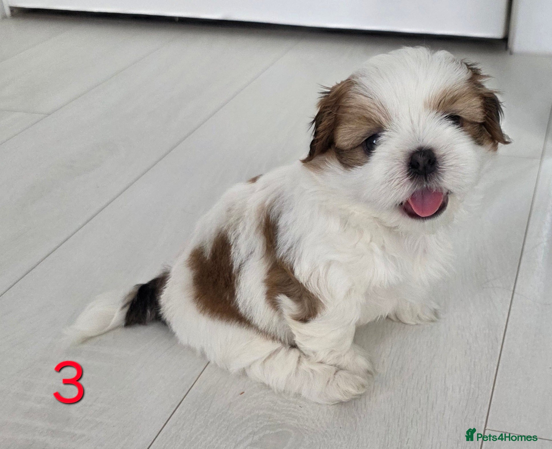Mixed Breed dogs for sale: Beautiful 4 puppies (4 boys) - Advert 19