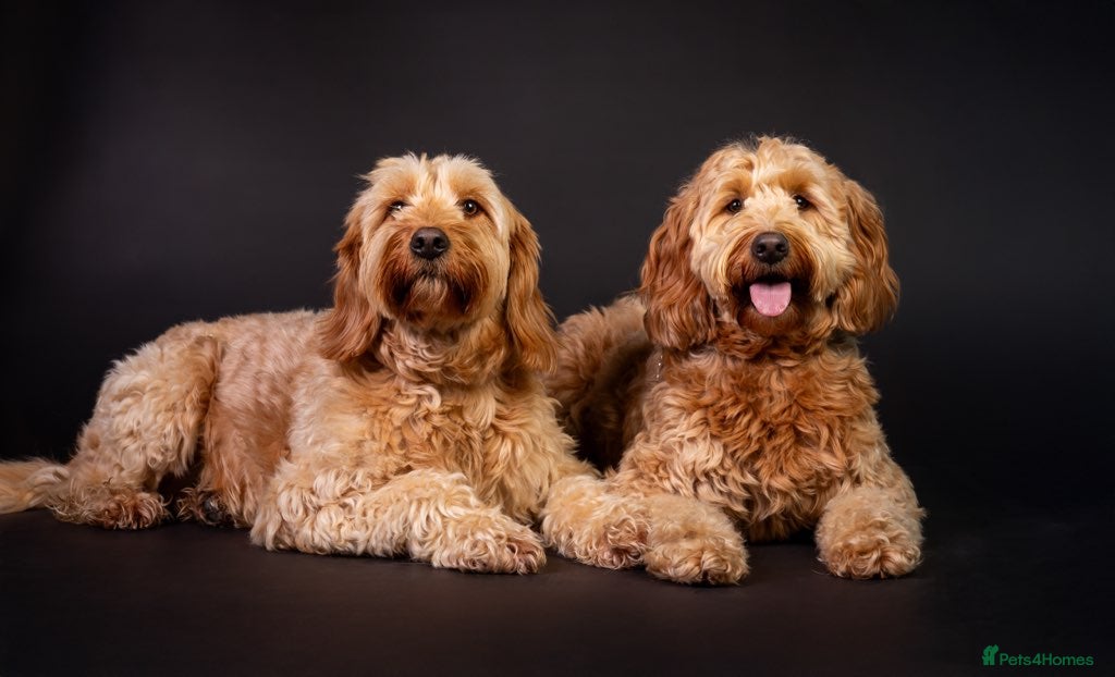 Mini Goldendoodle dogs for sale: July ready pups by 5* breeder & POLICE K9 trainer - Advert 1