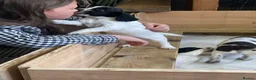 Sprocker dogs for sale: Beautiful F2 Sprocker Puppies  - Advert 9